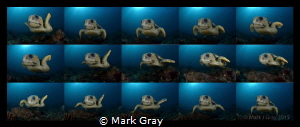 Loggerhead Turtle  Sequence 15 shots into 1 by Mark Gray 